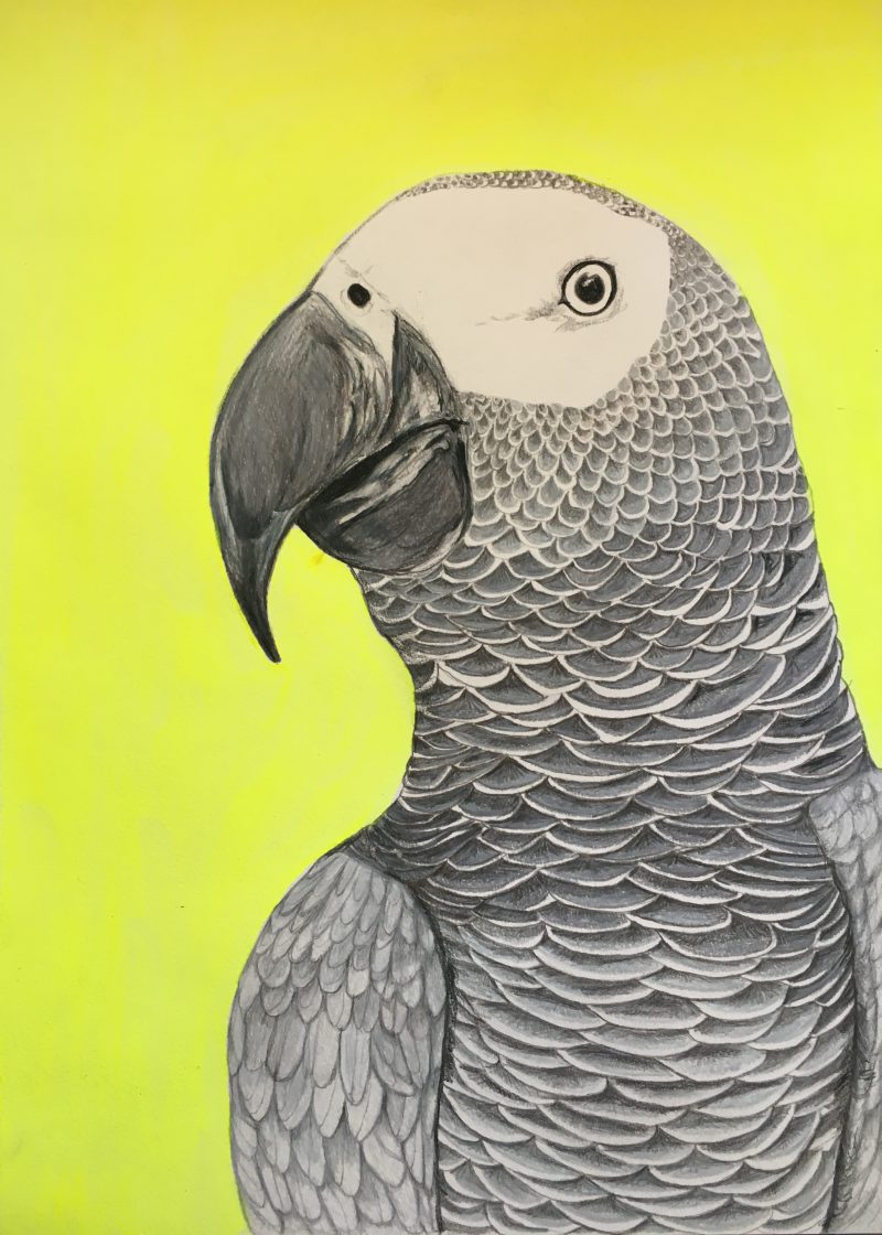Grey Parrot