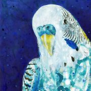budgie_final