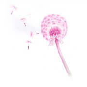 dandelion2