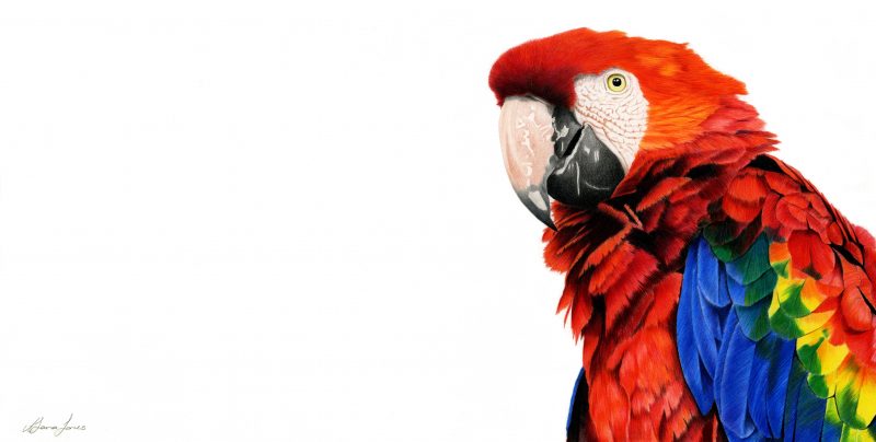 Scarlet Macaw Ltd Ed Print