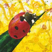 ladybird