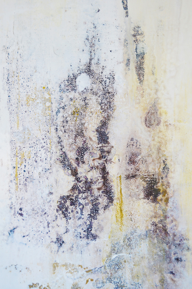 barnacles-3-close-up-c-small