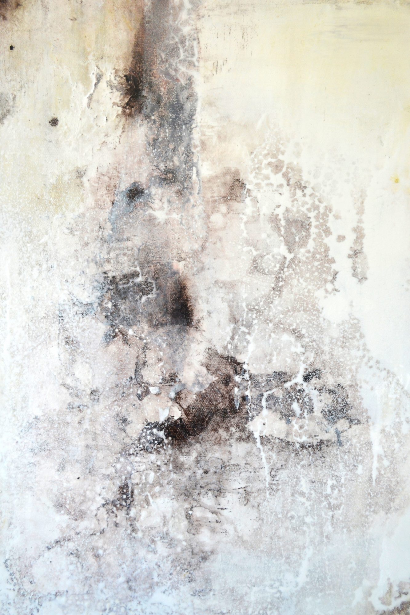 barnacles-3-close-up-b