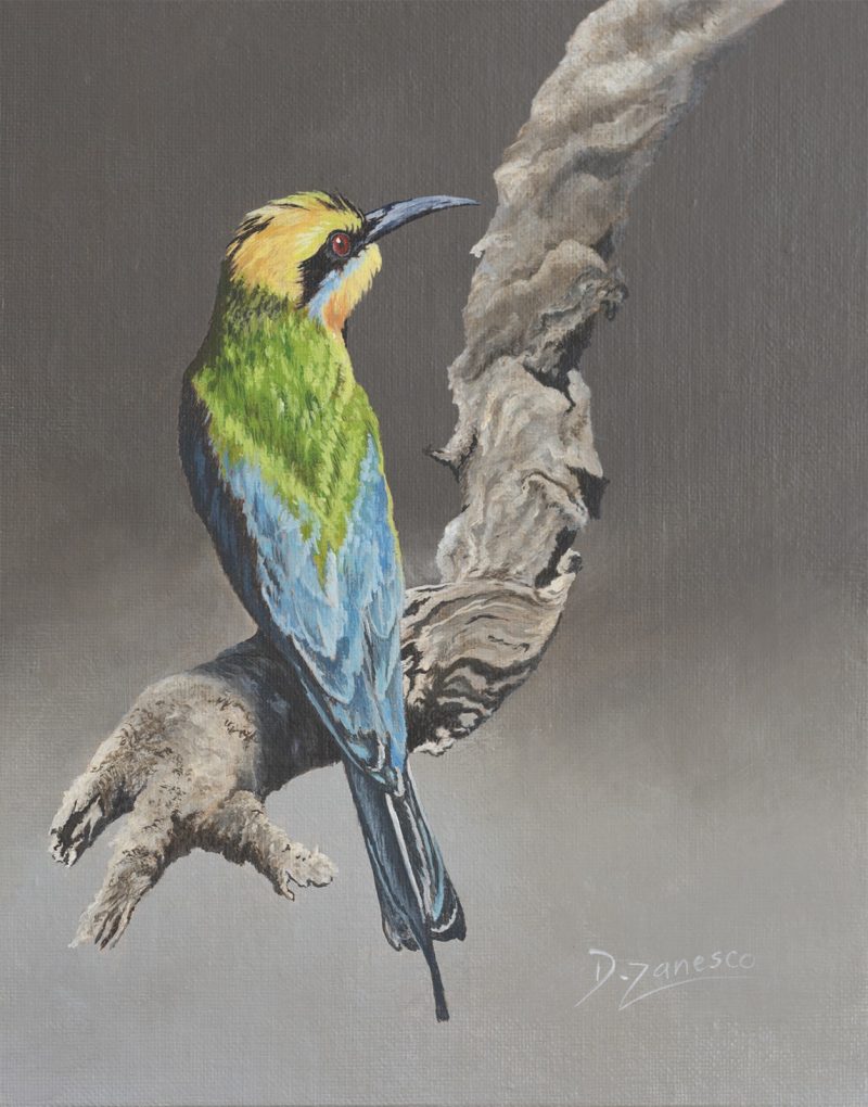 A Quiet Moment – Rainbow Bee Eater