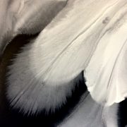 acda4d2d-c500-4eab-a959-b987e79348dd