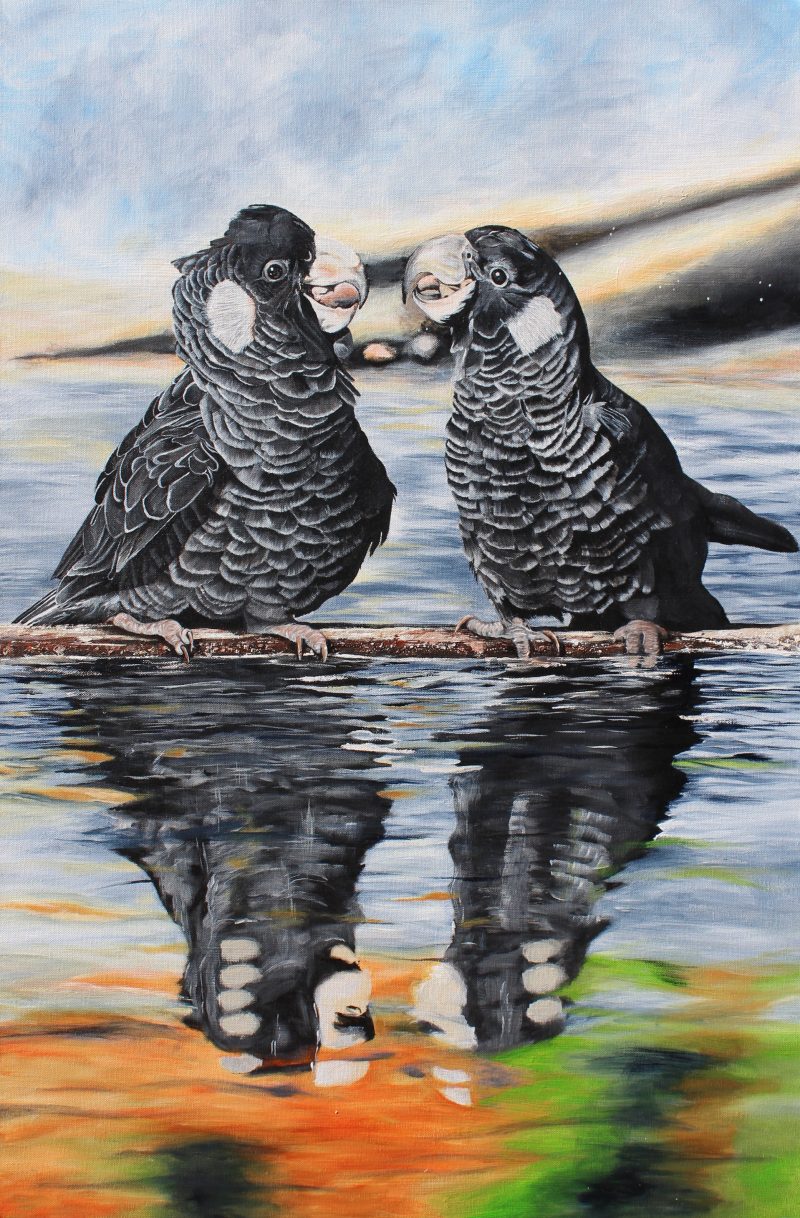 Carnaby’s Black Cockatoo Bliss