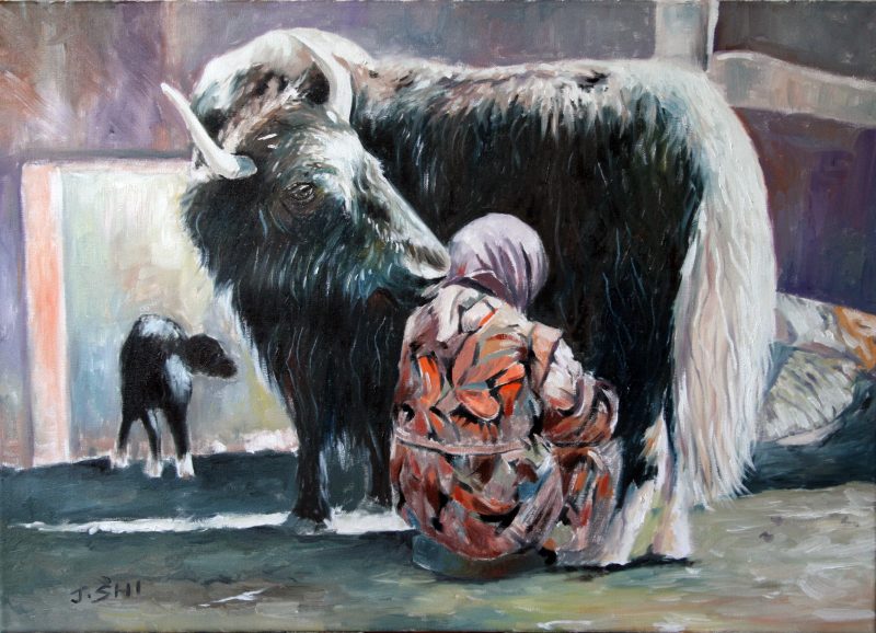 Tibet lady milking at dairy farm