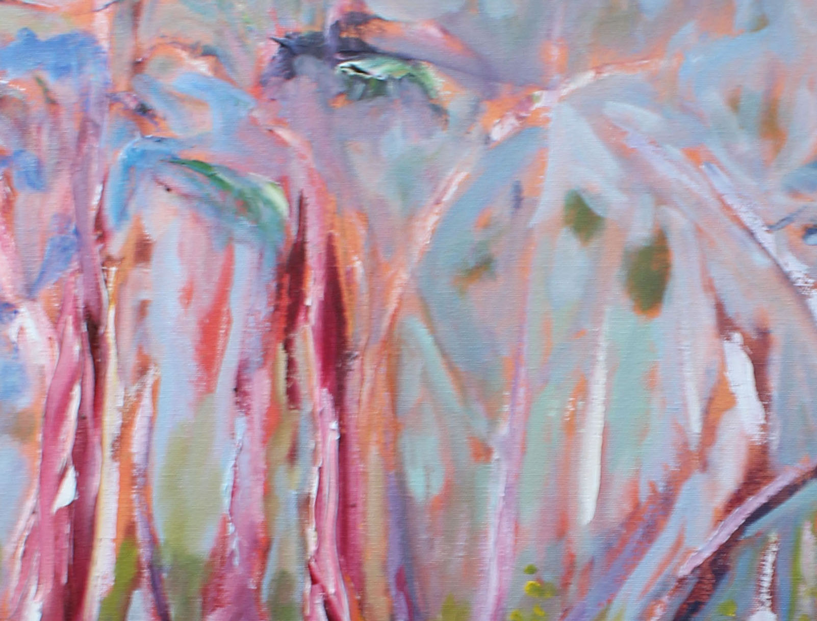 peterborough-loves-its-gum-trees-close-up-2-1