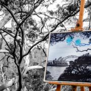 sydneys-angophora-symp-tree-bkg