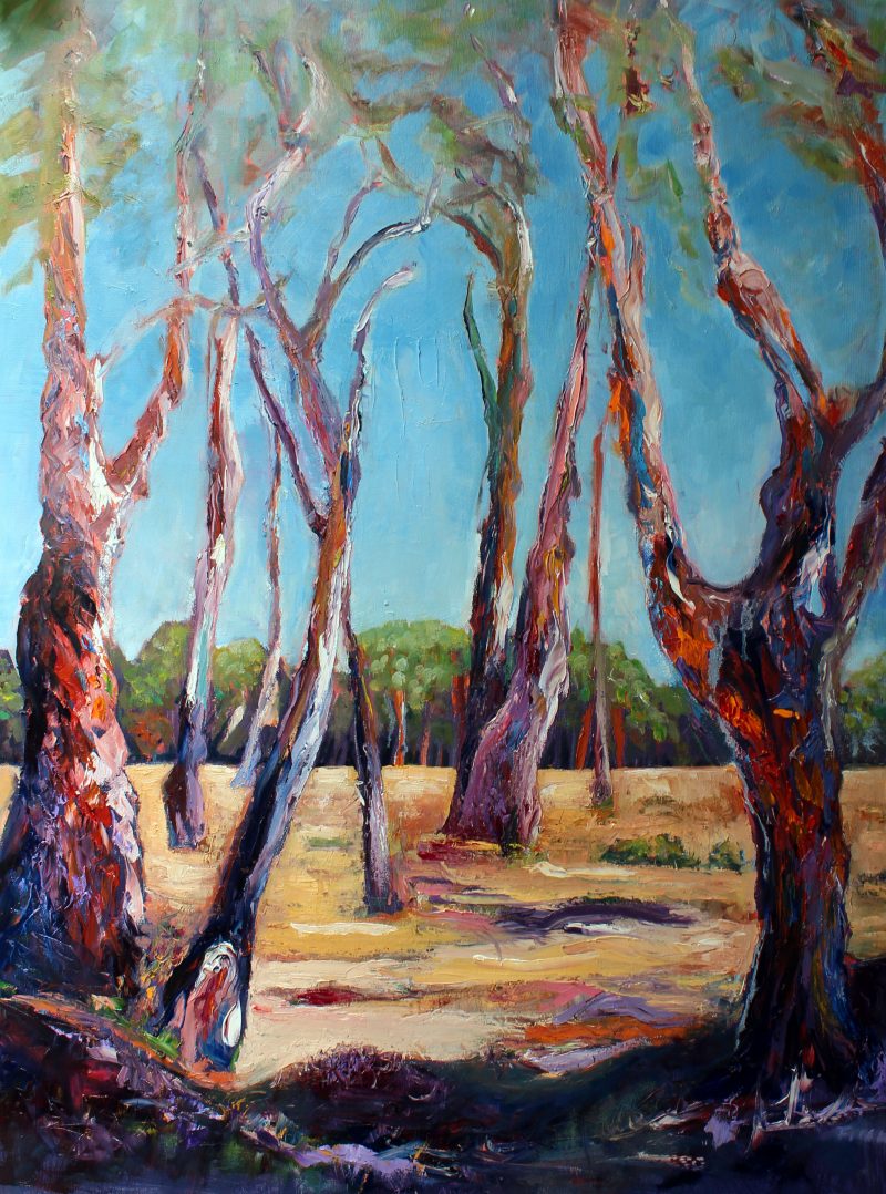 Gum Trees of the Mid North