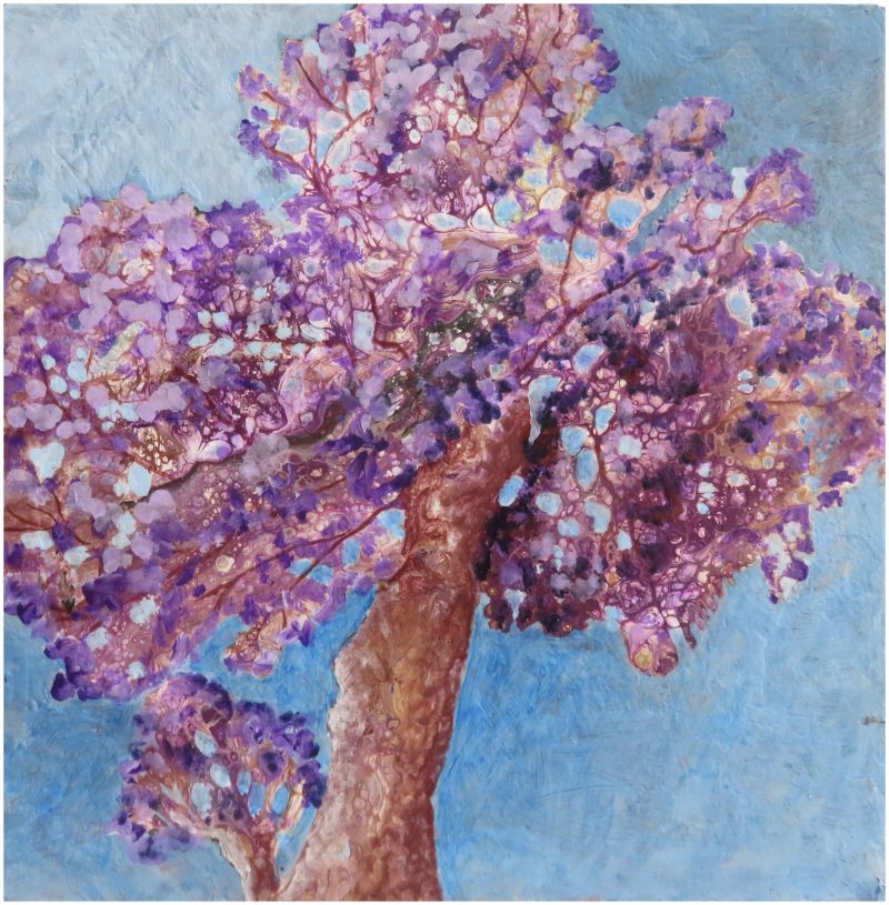 It’s Jacaranda Time Again – a Purple Wonder