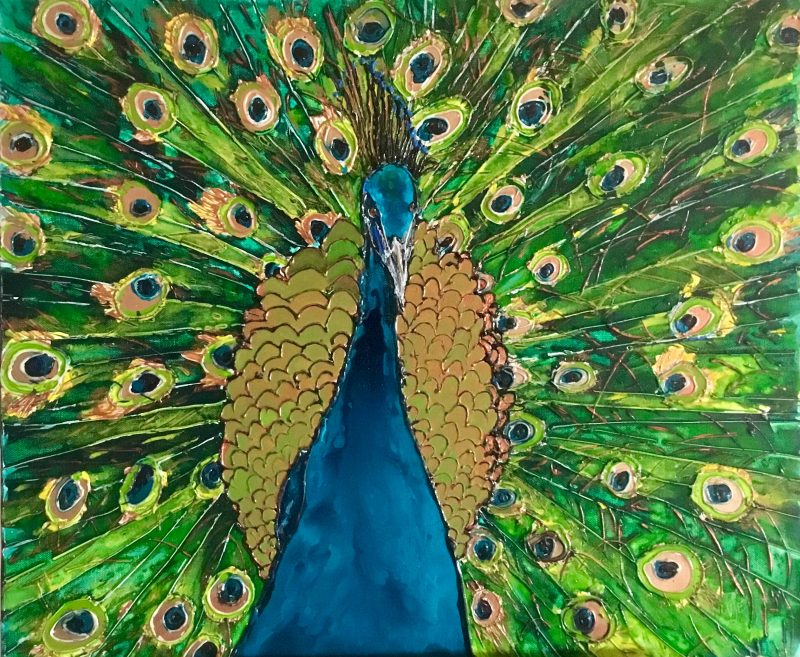 Peacock Proud