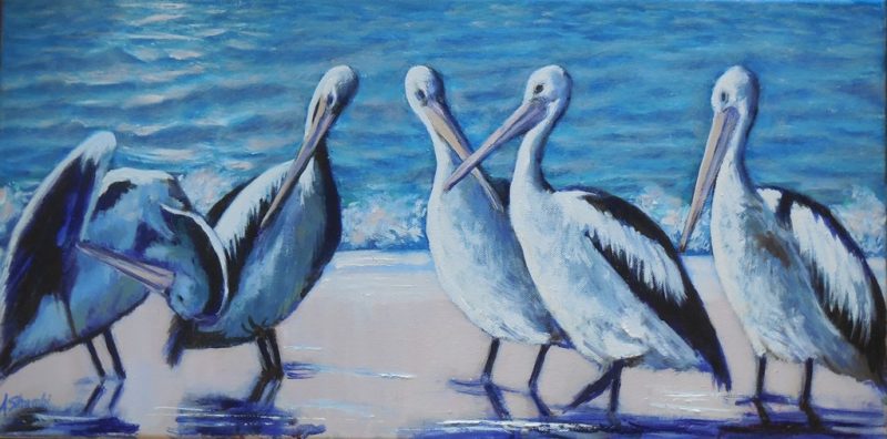 A Meeting – Pelicans