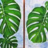monstera leaves 1&2