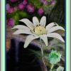 Flannel-Flower-DF-MQF