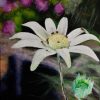Flannel Flower RLB MQF