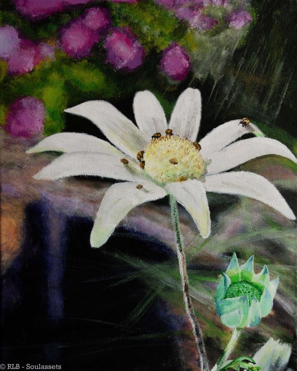 Flannel Flower RLB MQF