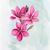 Frangipani