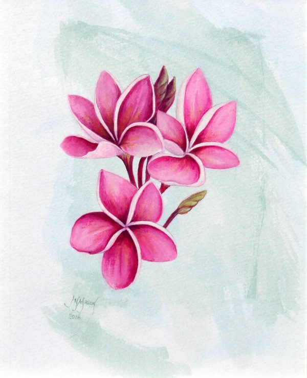 Frangipani