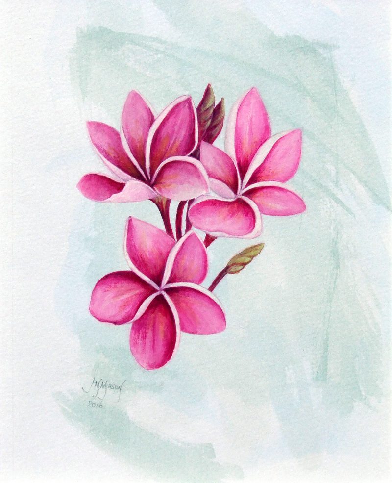 Pink Frangipani flowers
