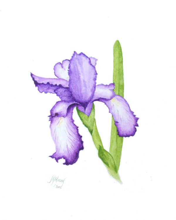 Iris