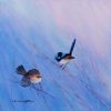 Superb Fairy Wrens, Clare Riddington Jones, 30cm x 30cm $250 (1020×1024)