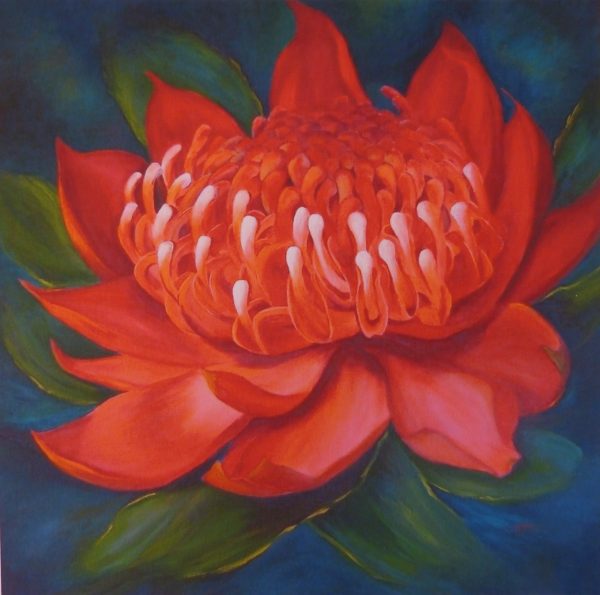 Fine Art Print of Waratah