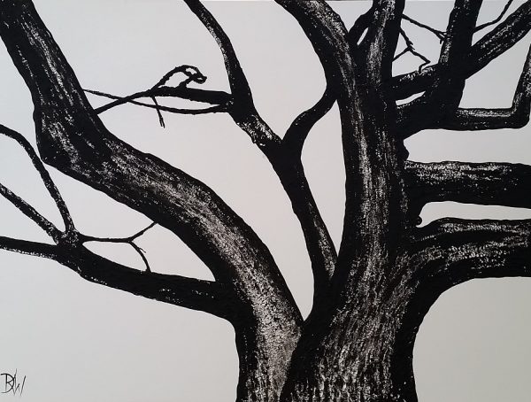 Our Old Poplar Tree – crop Desley Art