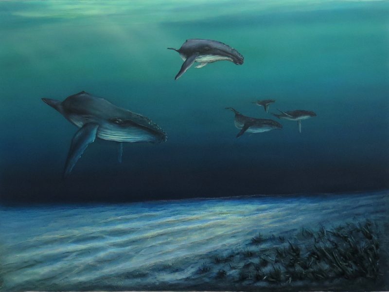 Humpbacks in the paddock