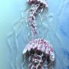 “drifting Jellies” Close Up Petra Meikle De Vlas