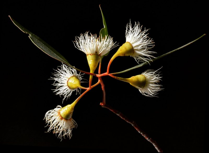 Yellow Gum Blossoms Photography Print