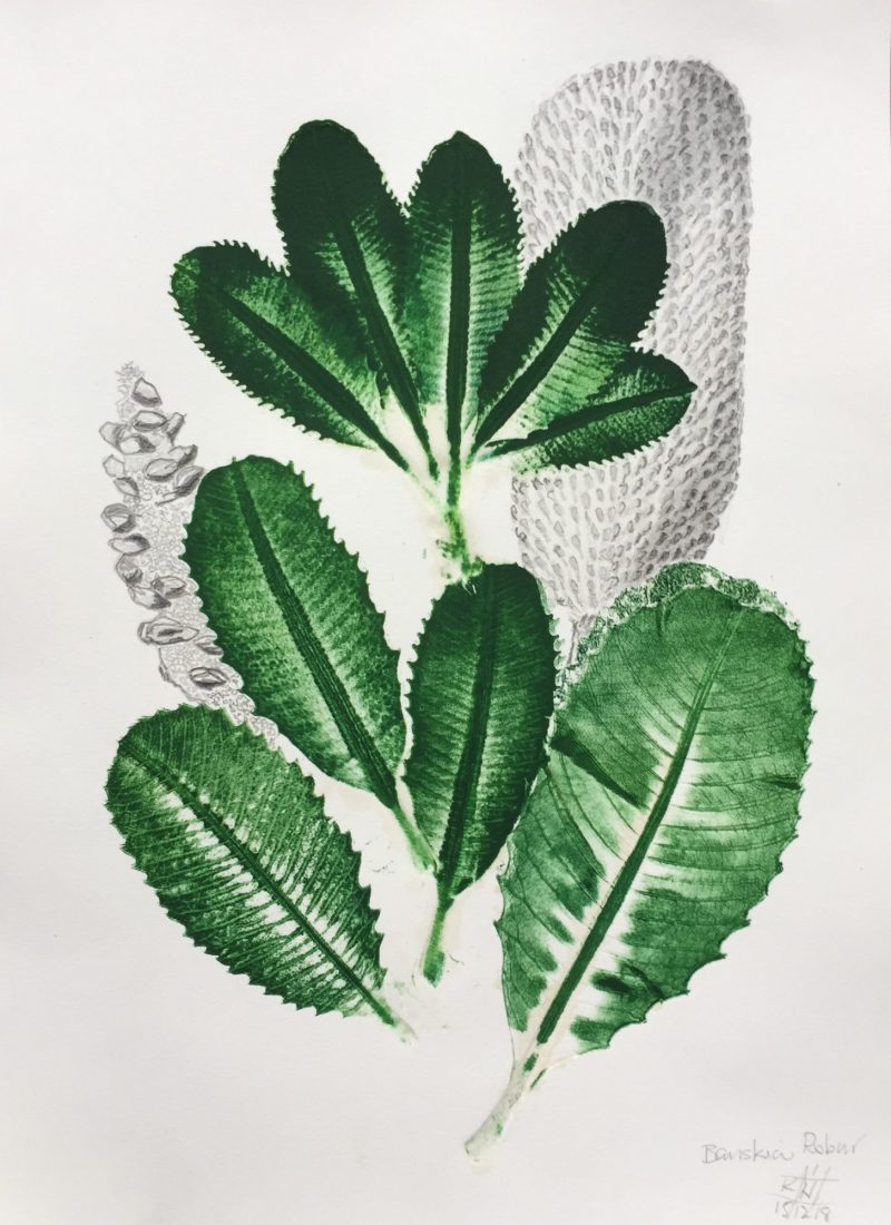 Banksia Robur