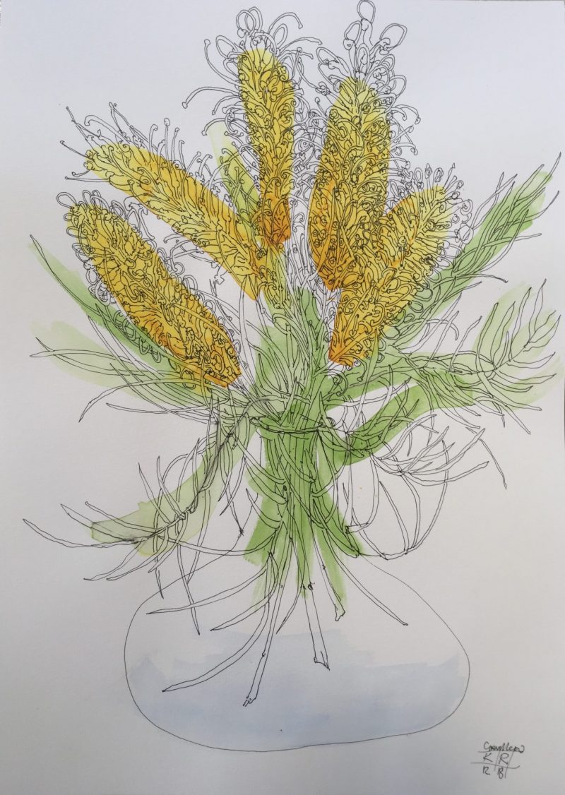 Grevilleas unfolding