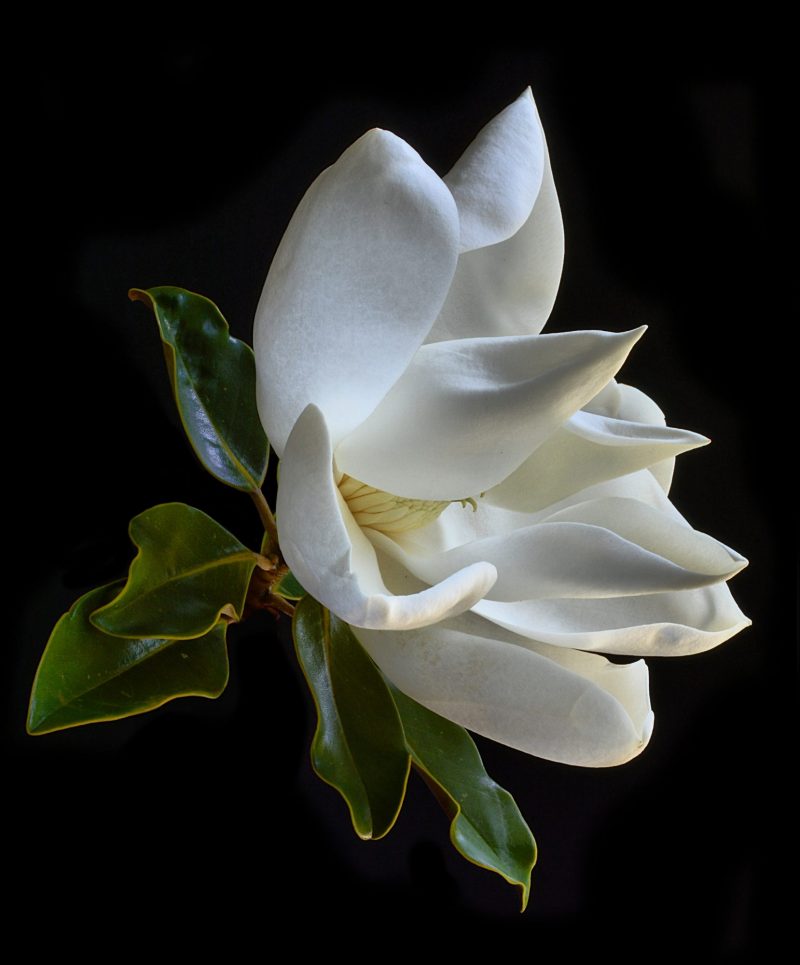 Magnolia Grandiflora Photography Print