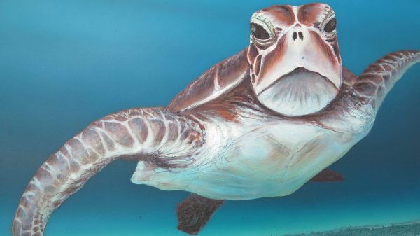 Turtles At Fitzroy Island Petra Meikle De Vlas