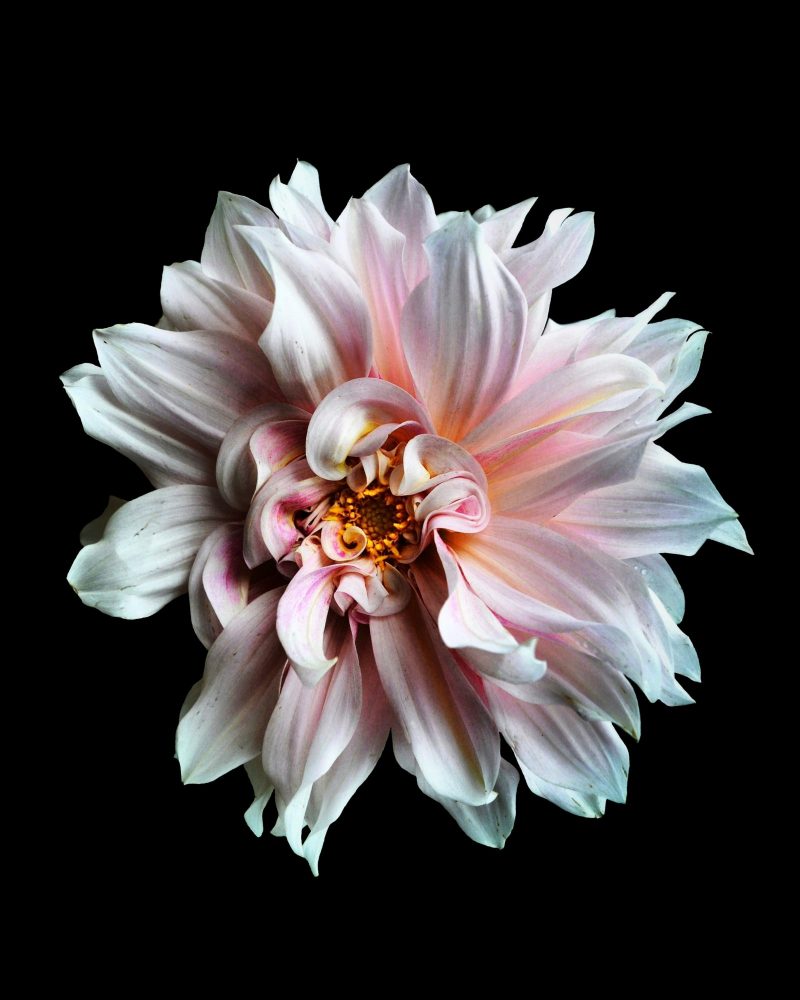 Pink Dahlia Photography Print