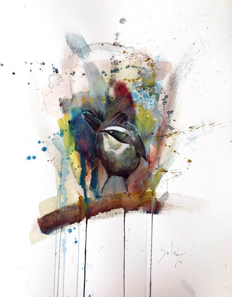 Grey-crowned Babbler