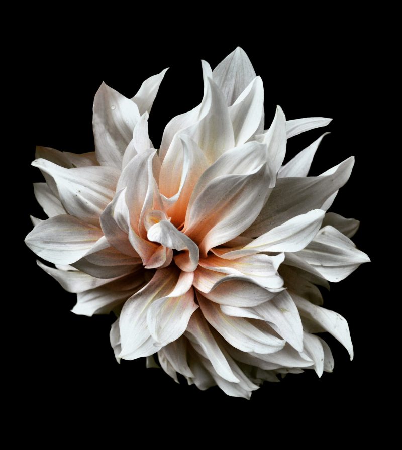 Dahlia Photography Print