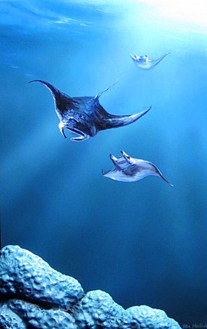 Under water  Incoming Mantas