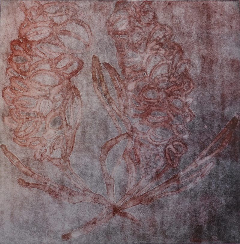 Banksia – Rose Ltd Ed Print