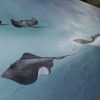 Free Stingrays Of The Barrier Reef Painting For Sale By Petra Meikle De Vlas16