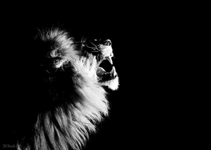 Lion – Taste the Air