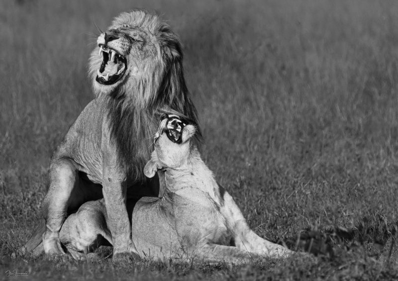 Lions – Afternoon Delight