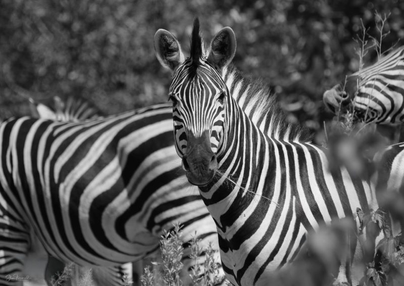 Zebra  “On the chew” – Okavango Delta Botswana