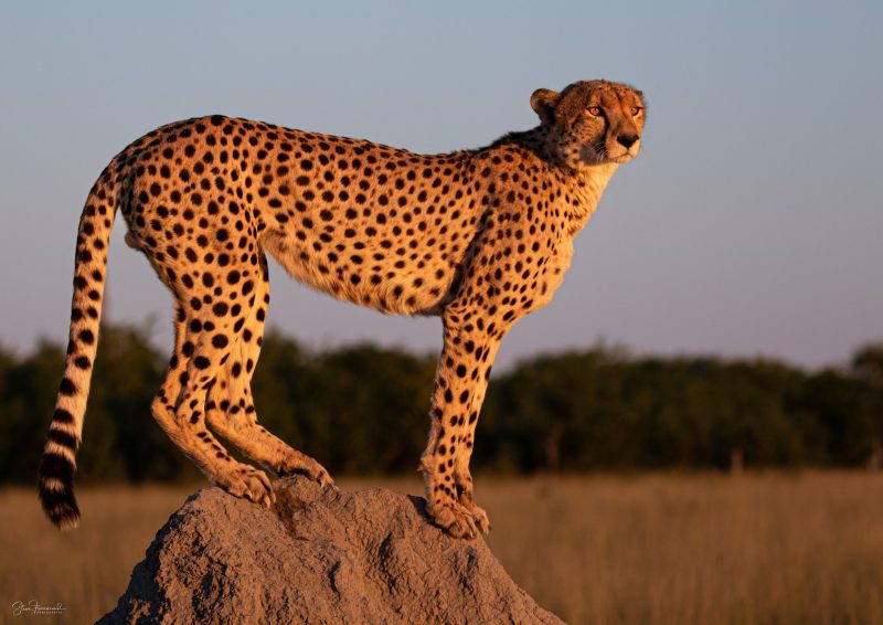 Cheetah – As the sun sets on Savuti Marsh