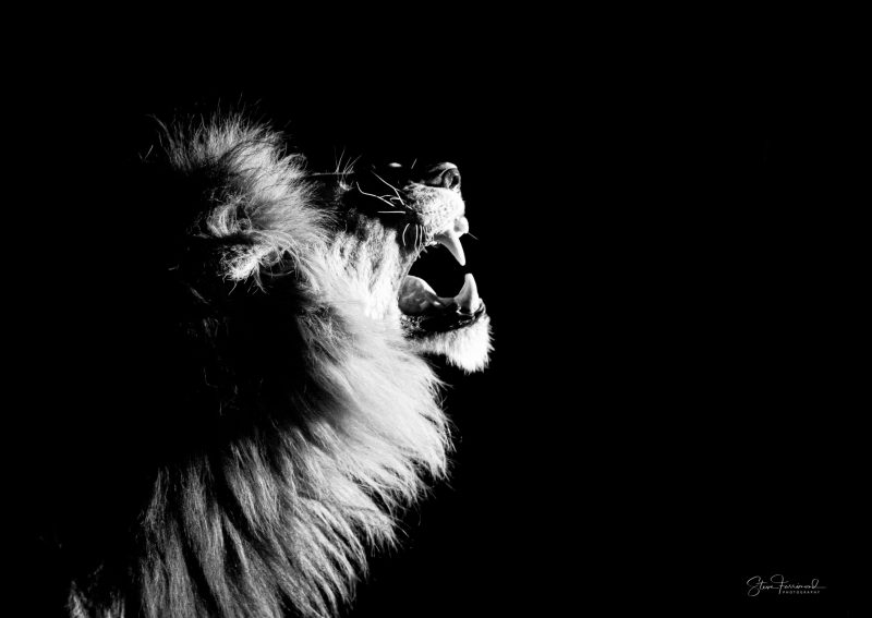 Lion – Taste the Air