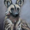 African Wild Dog Deb Farrimond