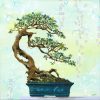 Bonsai Love