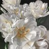 Double Tulips In White
