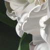 Double Tulips In White Detail